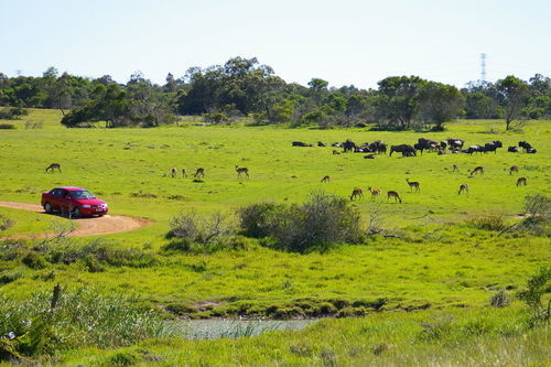 Hotel Kragga Kamma Game Park à Port Elizabeth Extérieur photo