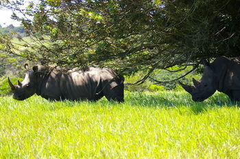 Hotel Kragga Kamma Game Park à Port Elizabeth Extérieur photo