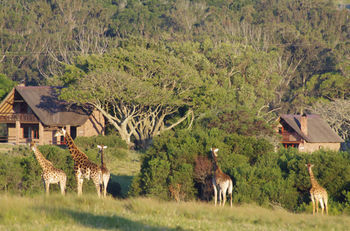 Hotel Kragga Kamma Game Park à Port Elizabeth Extérieur photo