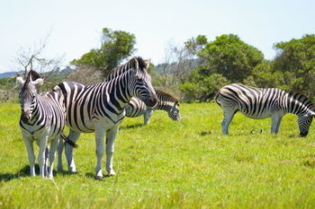 Hotel Kragga Kamma Game Park à Port Elizabeth Extérieur photo
